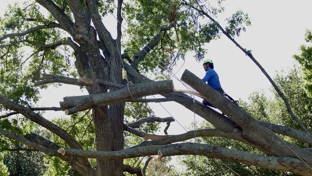 Professional Hazardous Tree Removal performed by certified arborists in Rose Hill